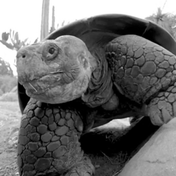 updatecharts's tweet image. Morre aos 141 anos a tartaruga Gramma, que atravessou marcos como as duas guerras mundiais, a Grande Depressão, a chegada do homem à Lua, a queda do Muro de Berlim, o surgimento da internet, o nascimento de Taylor Swift, as reeleições de Lula e até a pandemia de COVID-19.