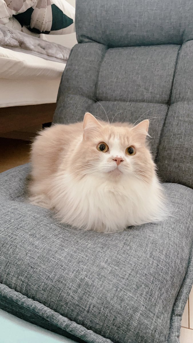 mog ページ mog (@mogmogmog312) / Posts / X