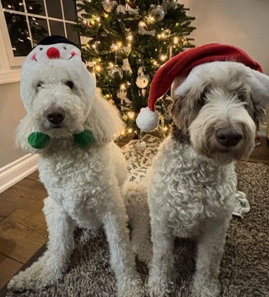 ク*)様 ◾︎里親募集◾︎ 未株分け 超多弁 アンティークブロッチ