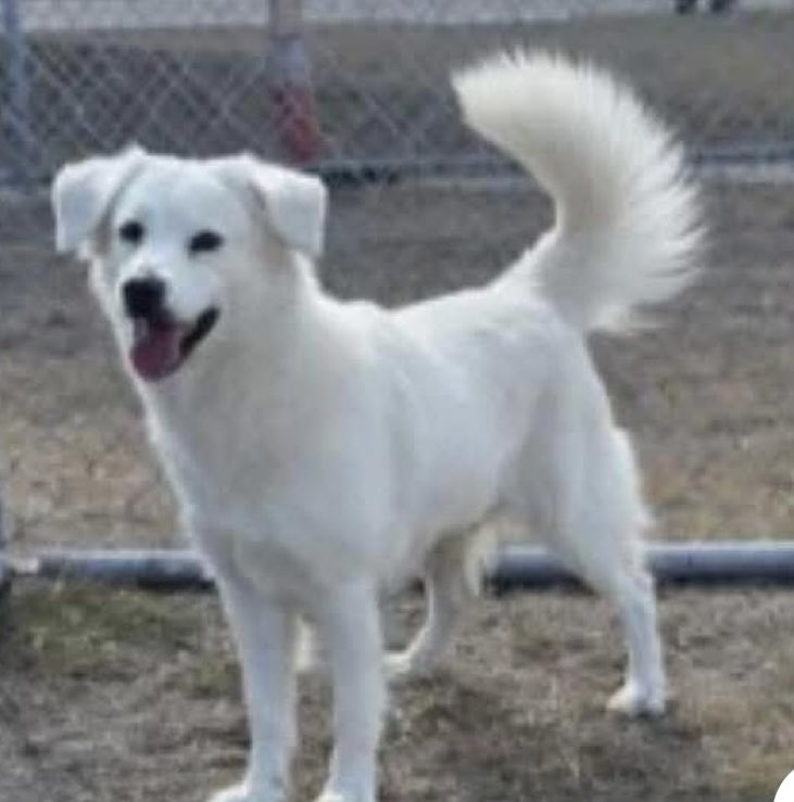 As gorgeous as a beautifully carved ice sculpture. A REGAL creature of the ❄️ snow, gorgeous DARCY #A384788 is so DESPONDENT! 💔So TERRIFIED! 

She doesn't know what to do or where to turn. She can't understand why no one loves her &amp; to tell the truth, neither can I!  A mere 2️⃣