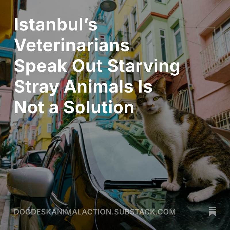 Istanbul’s veterinarians are speaking out against the cruel ban on feeding stray animals

Their message is clear: compassion isn’t a crime 🐾

Read what they are saying here👇 dogdeskanimalaction.substack.com/p/istanbuls-ve…

#BeslemeYasaklanamaz #FeedingCannotBeBanned
#StrayAnimals #Istanbul
