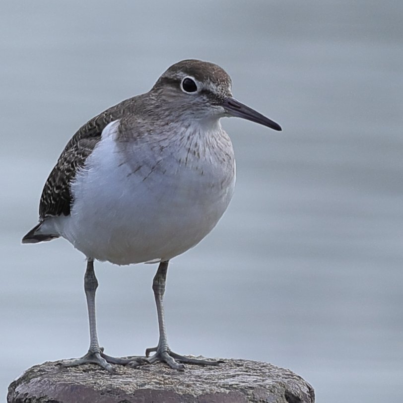 aldoll144's tweet image. 思ったよりも伸びるイソシギさん。

#イソシギ
#野鳥観察
#EOS #キヤノン