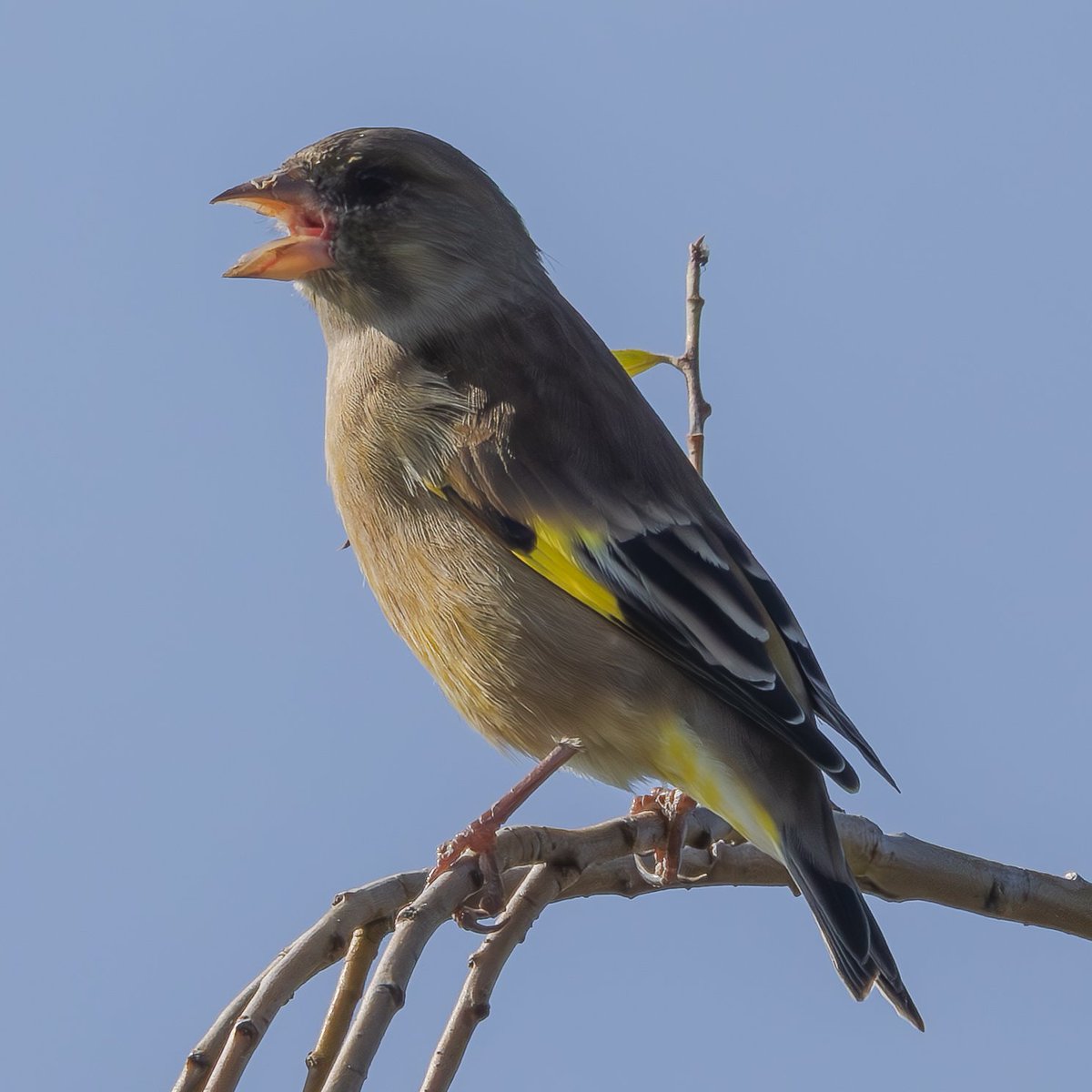 aldoll144's tweet image. カワラヒワのぴよ～！

#カワラヒワ
#野鳥観察
#EOS #キヤノン