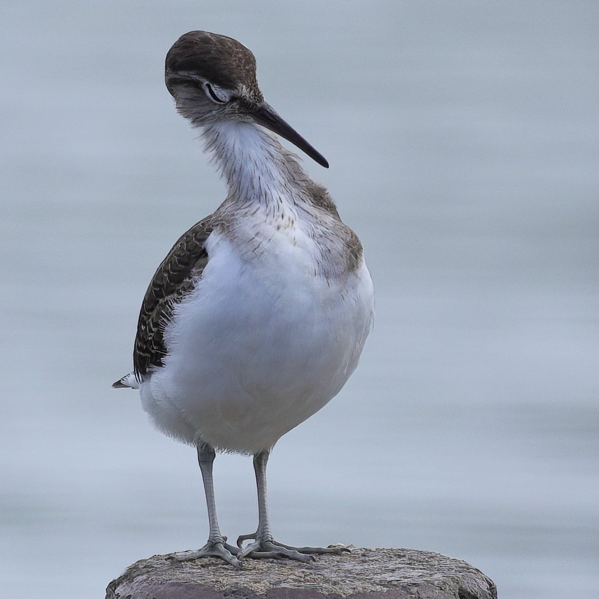 aldoll144's tweet image. 思ったよりも伸びるイソシギさん。

#イソシギ
#野鳥観察
#EOS #キヤノン