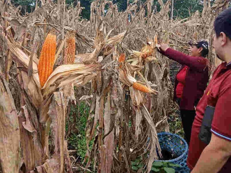 Agricultura Coordinación Zona 2 tweet media