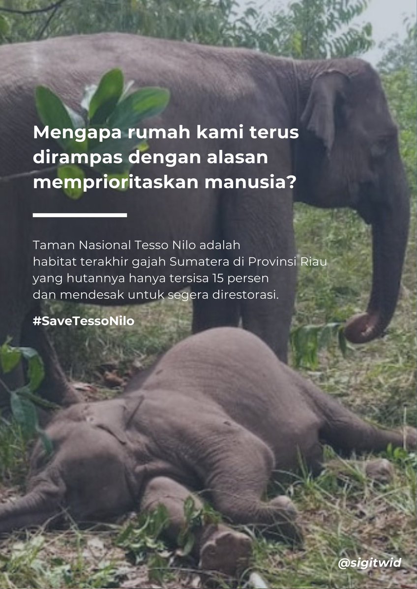 gitapanhar's tweet image. Bahkan malaikat pun minder dengan kerakusan kalian wahai manusia. #westandfortessonilo #savetessonilo