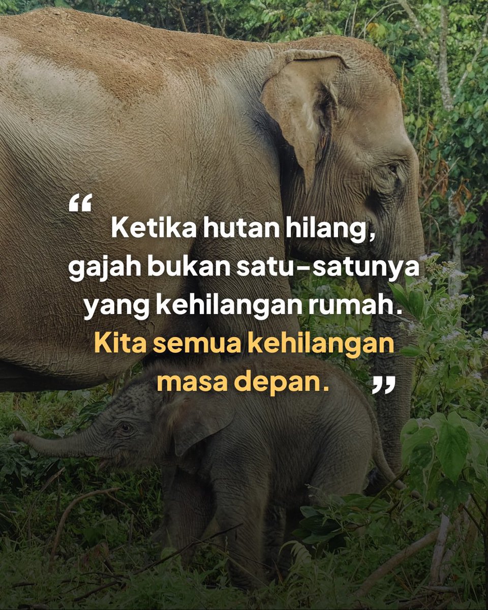 gitapanhar's tweet image. Bahkan malaikat pun minder dengan kerakusan kalian wahai manusia. #westandfortessonilo #savetessonilo