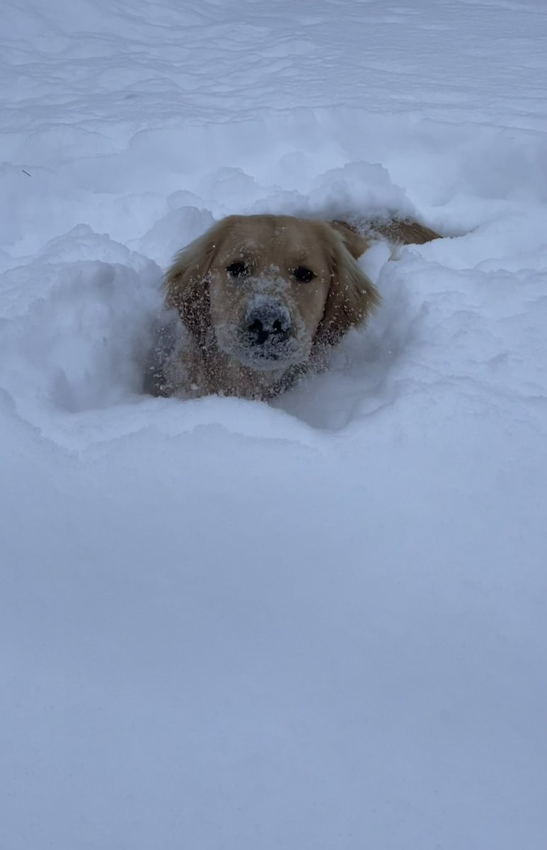 Averagejoe (@joe_stajduhar) on Twitter photo 