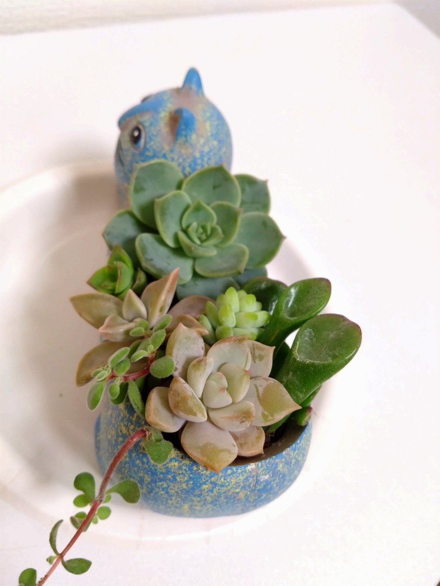 事務所のベランダで多肉植物栽培し始めたんだけど、寄せ植えしたら可愛いじゃん🤗