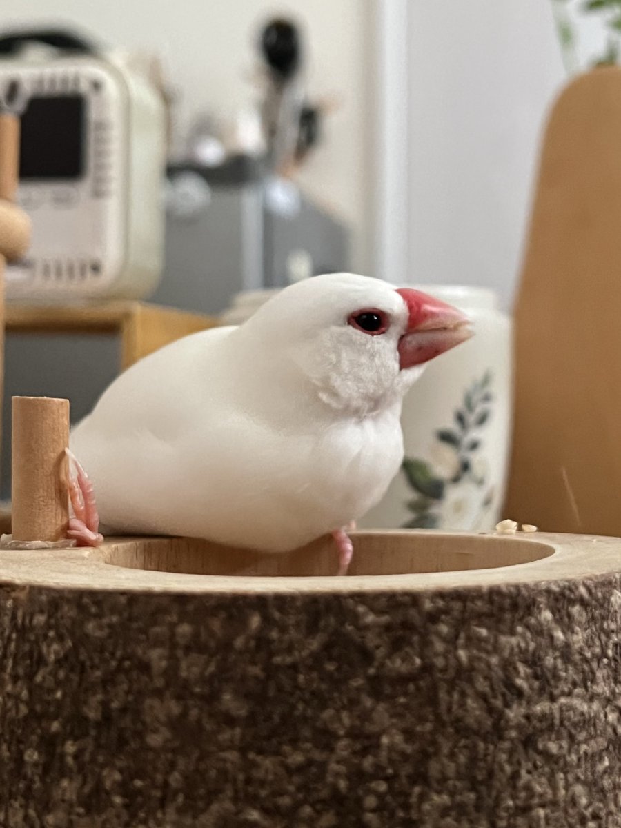 白文鳥のコッコ (@7nNxrg27PIUFCMS) / Posts / X