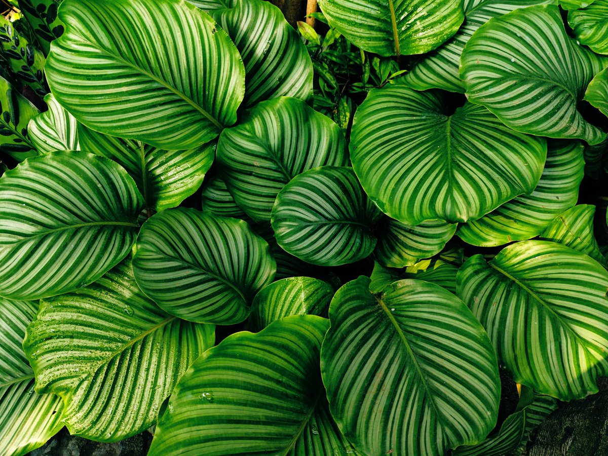 david_andrew123's tweet image. Green apples hold a metaphor for growth: the edges in youth are the authenticity before time polishes them, and the roundness in maturity is never the demise of sharpness, but the clarity that embraces the years.🪴🪴🪴🪴🪴