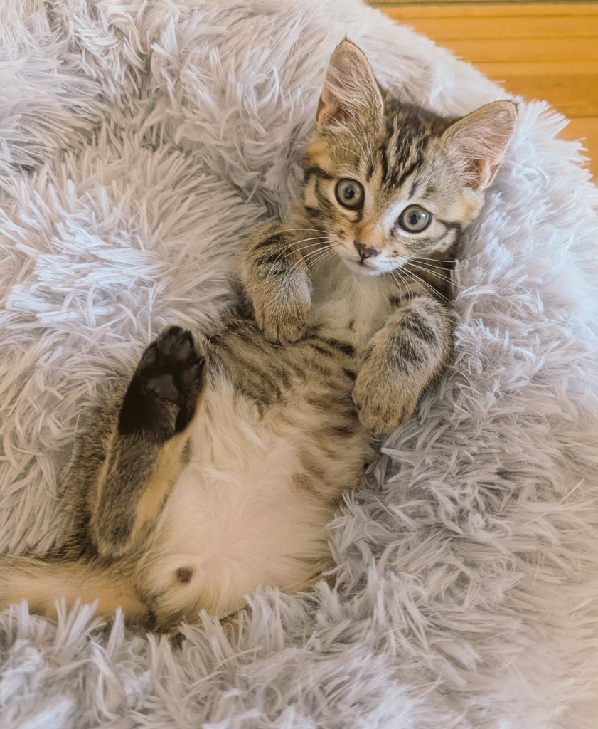 たま🐤次は2月！ (@chome0807) / Posts / X