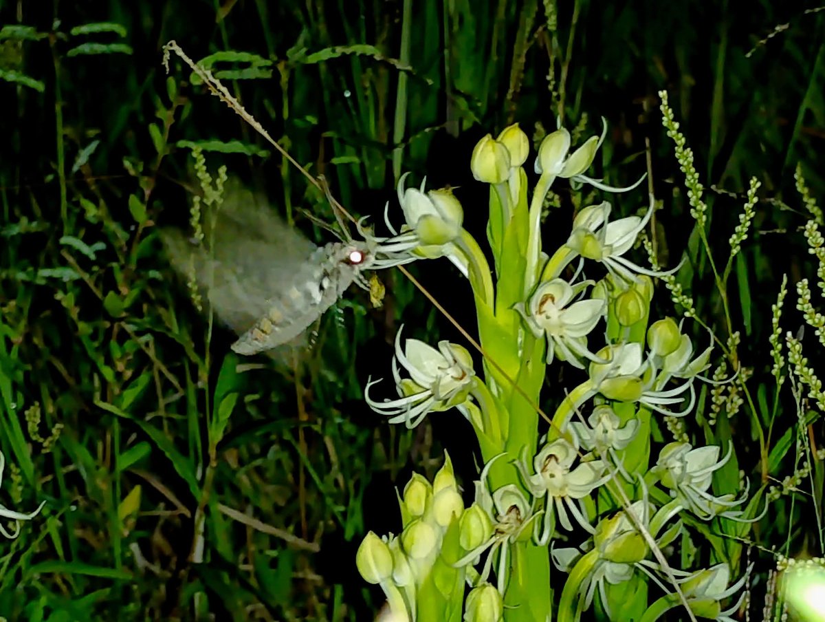 Drunken_Forest's tweet image. Mucha gente no sabe pero una gran diversidad de especies de orquideas crecen en el suelo de humedales, una de ellas es Habenaria gourlieana, estas fotos son de Edd Leon en Valle Apua. facebook.com/share/p/1ESKmo…