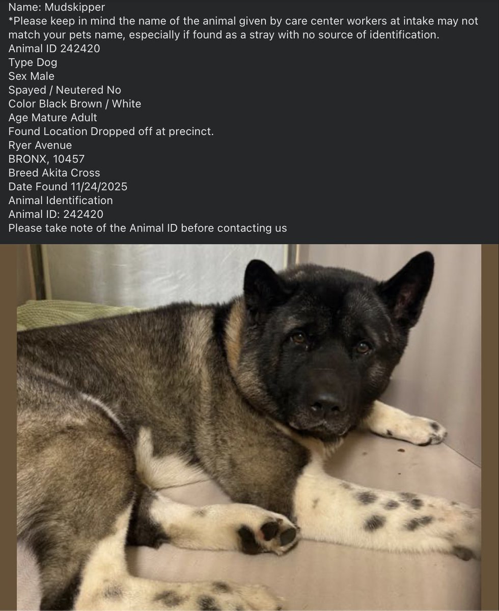 💥🆘Go. Get. Your. Dog.  They may not get out alive!

☎️Call NYCACC at 212-788-4000 and ask for dog by animal i.d. in picture.  #242420

📌Posted by #TeamAnimalVoice