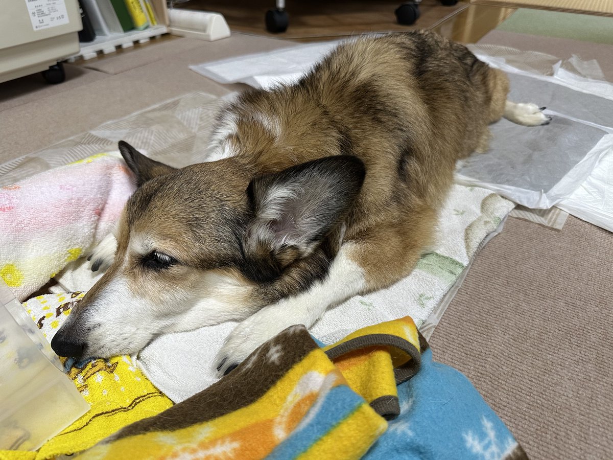 sz_code500's tweet image. おはようございます。 #corgi