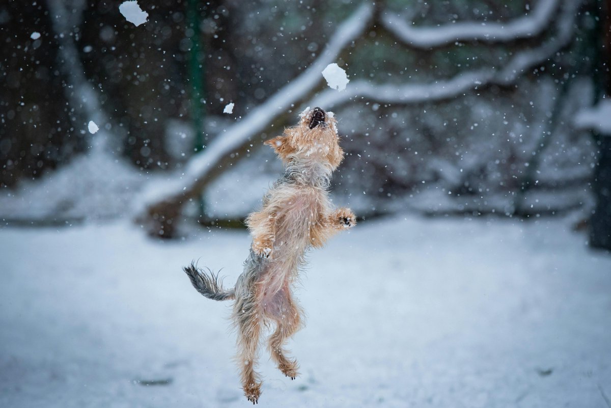 gooddogusaco's tweet image. Snowflake Confusion
Dogs think snowflakes are floating snacks. Expect lots of snapping at the air and zero actual catches. ❄️😆
#WinterDogTips #SnowDogs #ColdWeatherPets #DogLife #PetHumor #WinterFun #DogParenting #GoodDogUSA