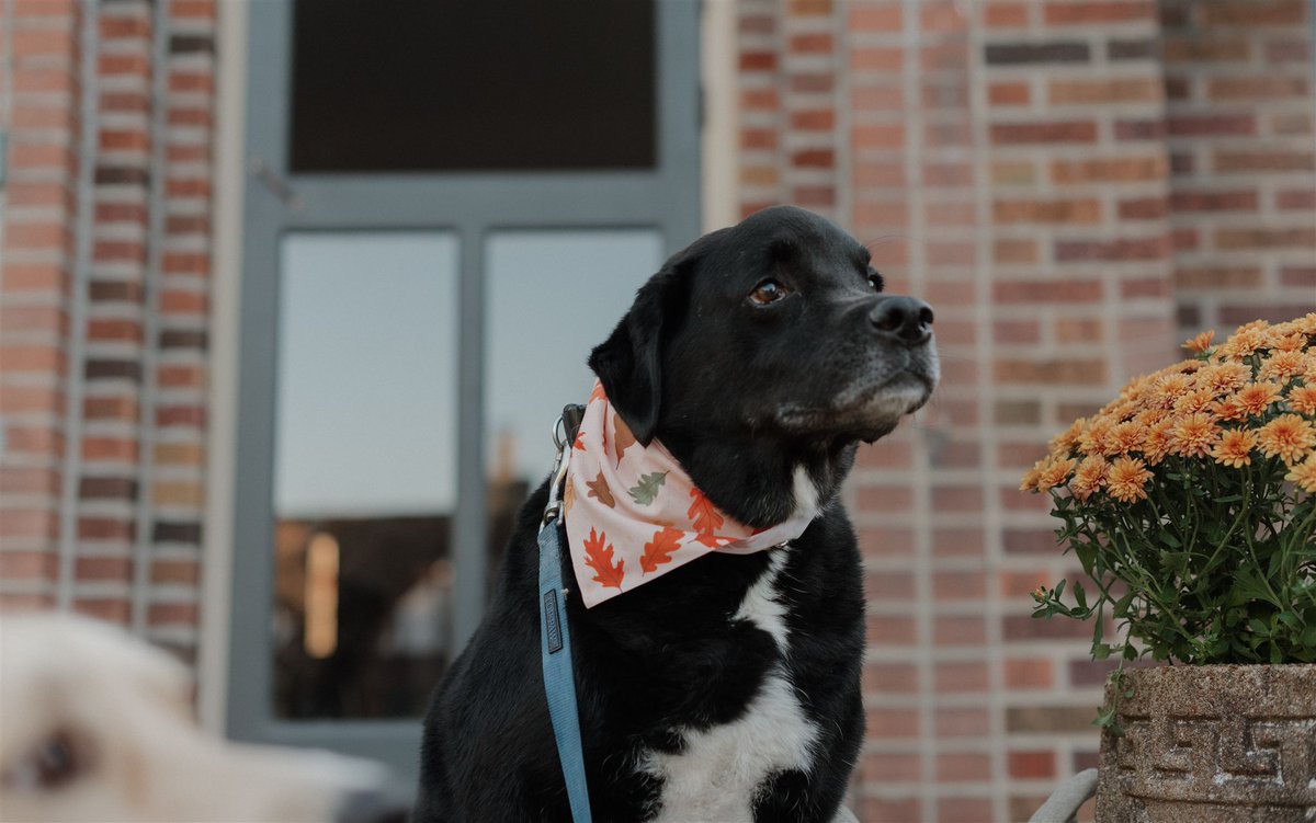 Ricky Knuckles tweet media