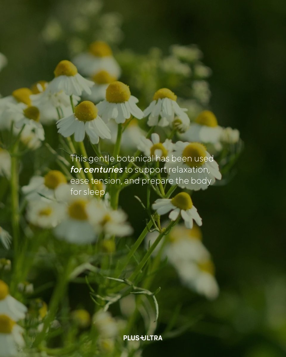 PlusPlusUltra_'s tweet image. Chamomile + magnesium = a calmer mind and smoother wind-down.
 MAGPLUS+ supports relaxation and next-day clarity.
#sleephealth #stressrelief #healthoptimization #naturalsupplements