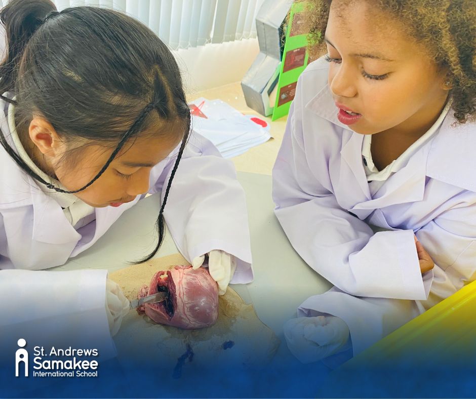 sassamakee's tweet image. Year 6 explored the circulatory system through hands-on science! 🔬❤️They created blood models, dissected hearts, and mapped how the heart, lungs, and organs connect. A highly engaging unit full of real-world discovery.
#internationalschool  #ks3science #biology #secondaryscience