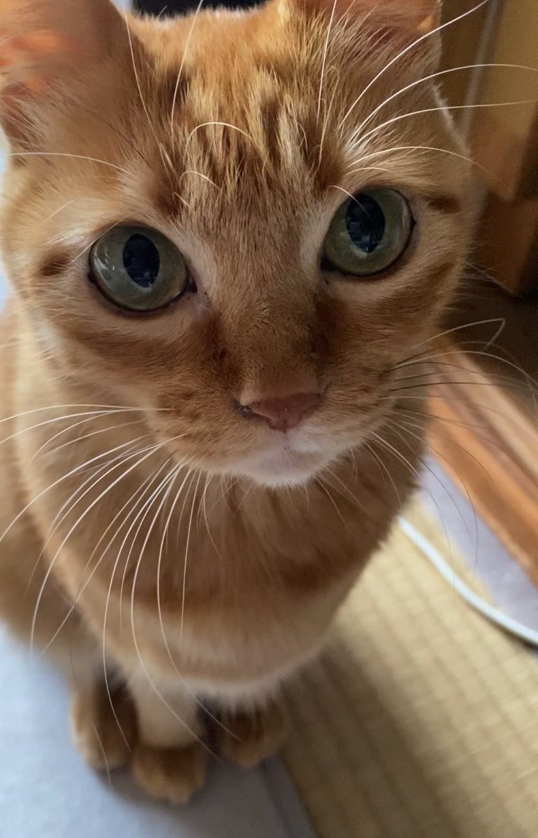 ちゃとら 茶トラ