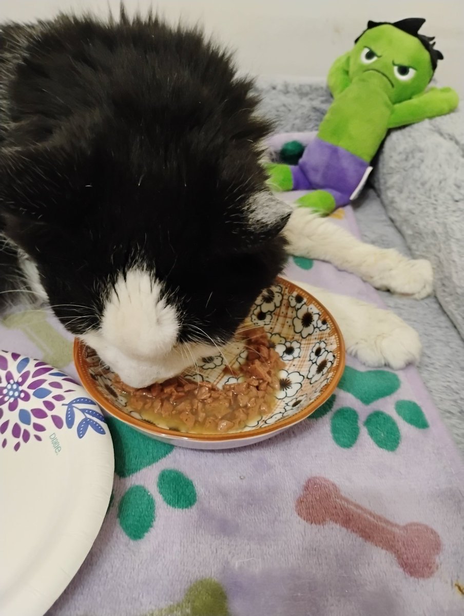 Small wins are still a WIN, right? Bullfrog is eating actual food tonight. Well, at least he licked the gravy off actual food. 😋 I'll still count it. Hulk looks angry.