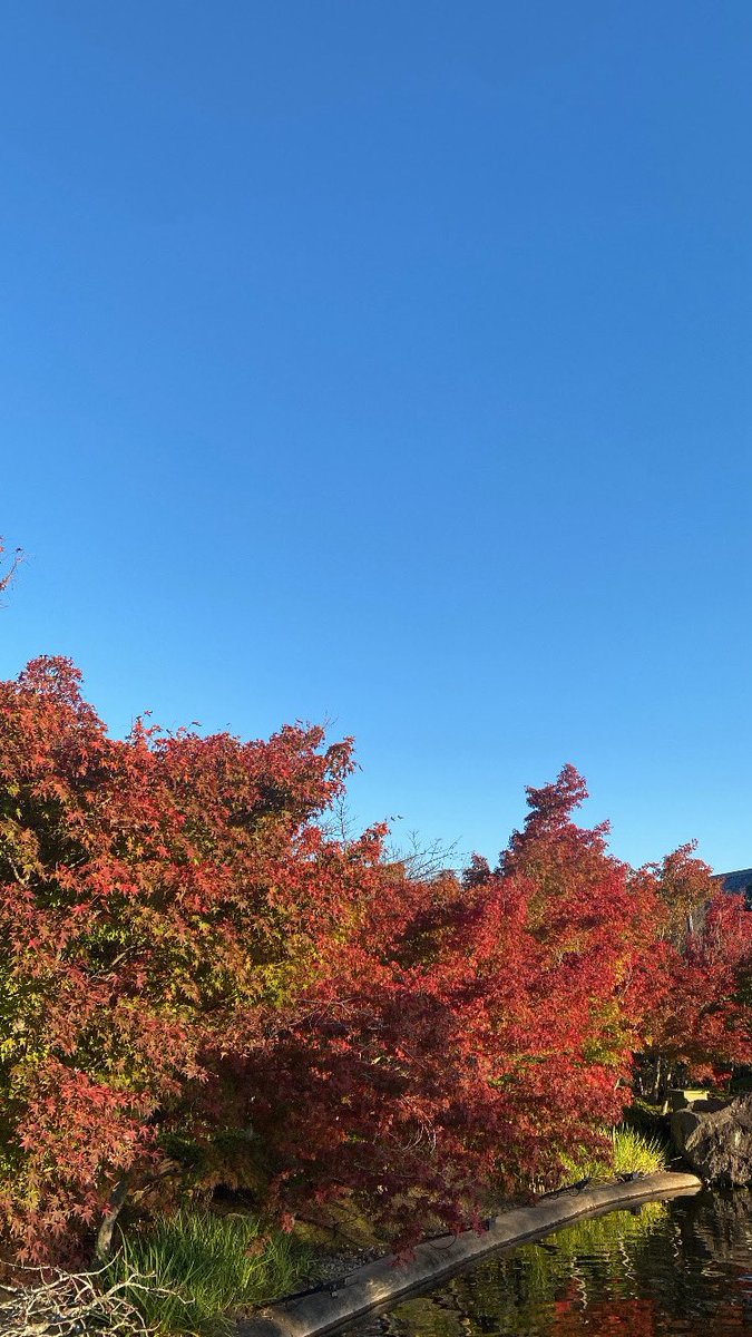 Rikuto_desu___'s tweet photo. なばなの里のイルミ行ったのにそれっぽい写真一ミリもない https://t.co/o6OOmI2HGE