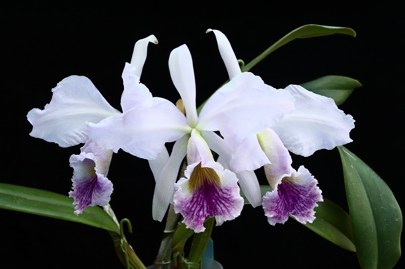 NK】 (@nknk81191345) / Posts / X