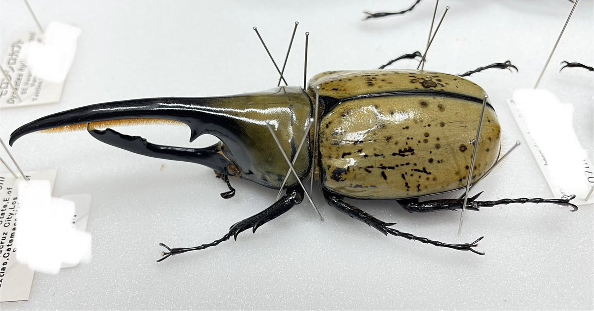 何だ？ これ？ 詳細不明なんですが、 あまりにも珍しいので参考までに