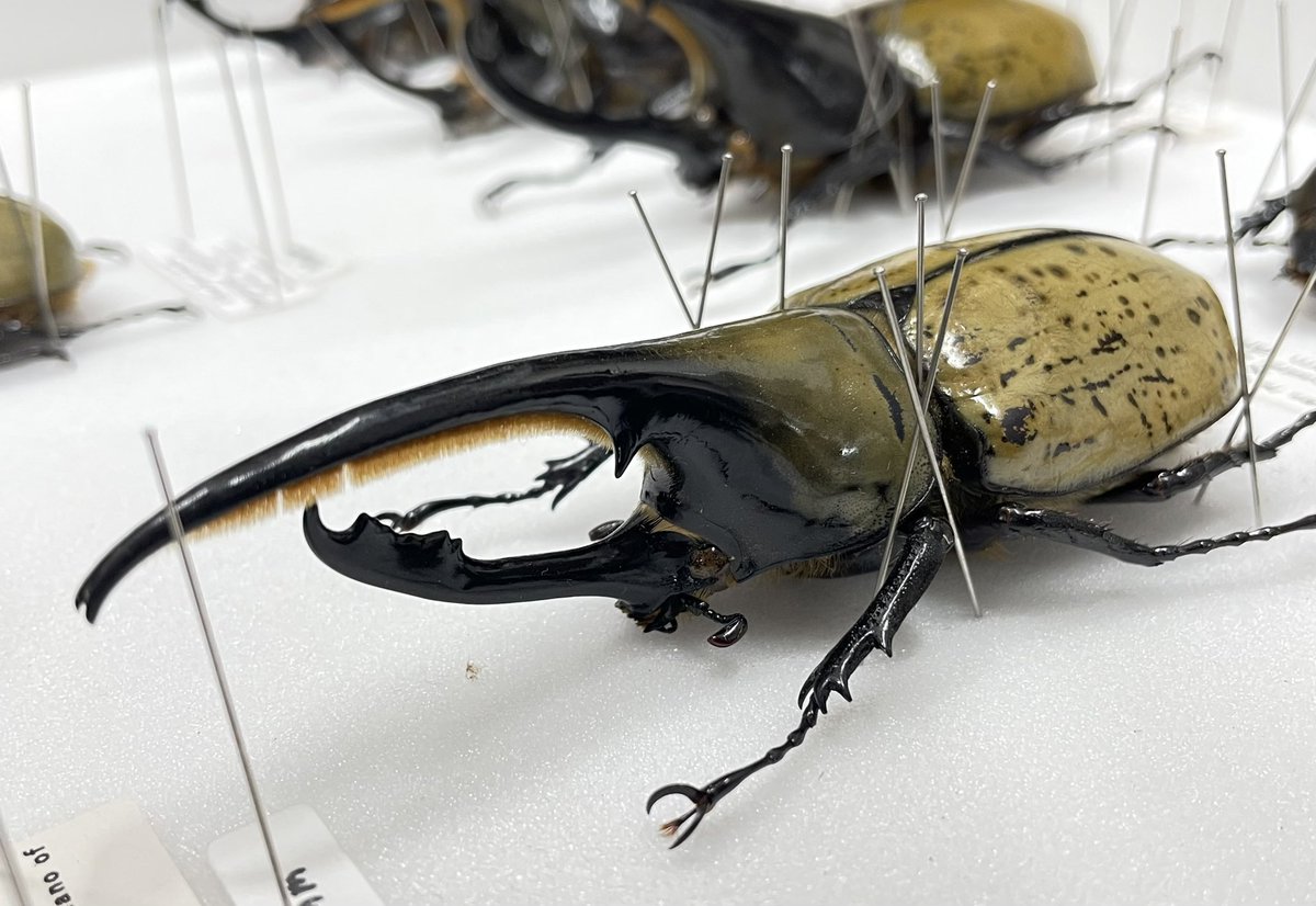 何だ？ これ？ 詳細不明なんですが、 あまりにも珍しいので参考までに