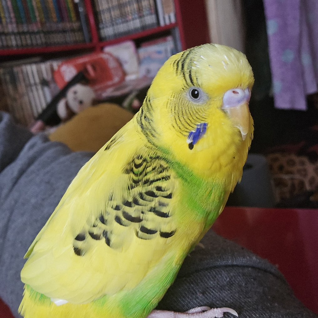 おはようございます٩(*´꒳`*)۶
インフルエンザ気をつけよ🐤