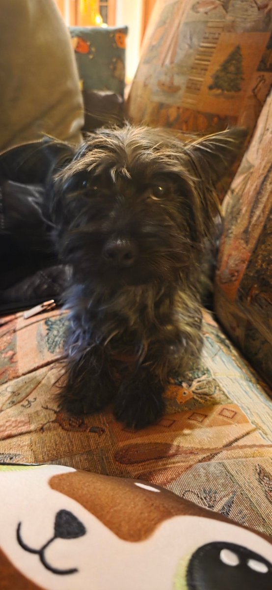 KetaJikan's tweet photo. Everyone say hi to Rosie https://t.co/d6Y4T42nzQ