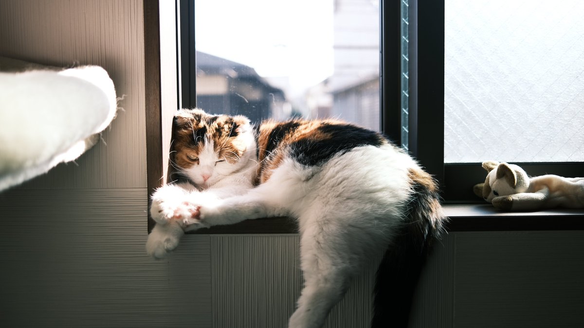 ←3年前の今日の猫
→3年後の今日の猫