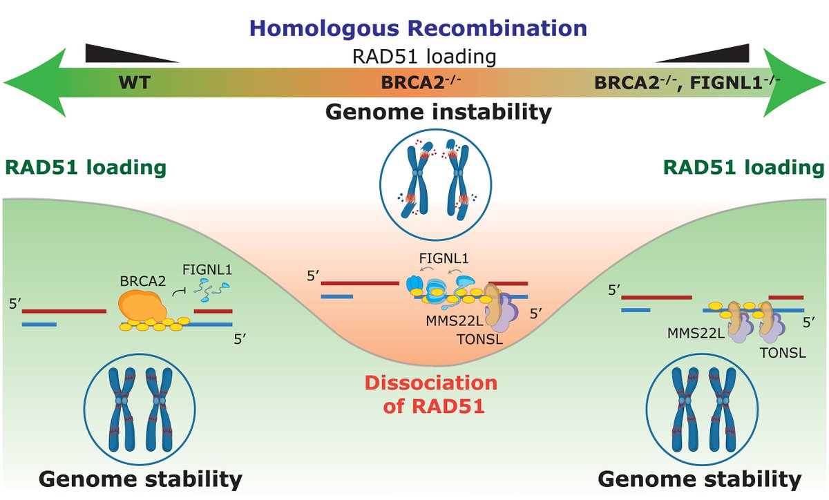 CreaBioarray's tweet image. Kuthethur et al. demonstrated that depletion of the AAA+ ATPase FIGNL1 in BRCA2-deficient cells restored RAD51 loading and rescued HR defects, suggesting that recombination failure in BRCA2-deficient cells is primarily due to excessive removal of RAD51 by FIGNL1.