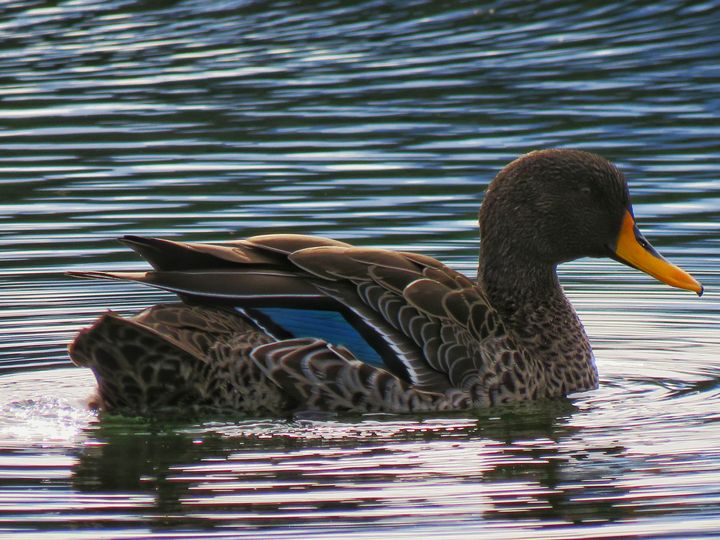 Art of the Day! "Yellow Billed Duck". Buy at: ArtPal.com/jasonleemccall…