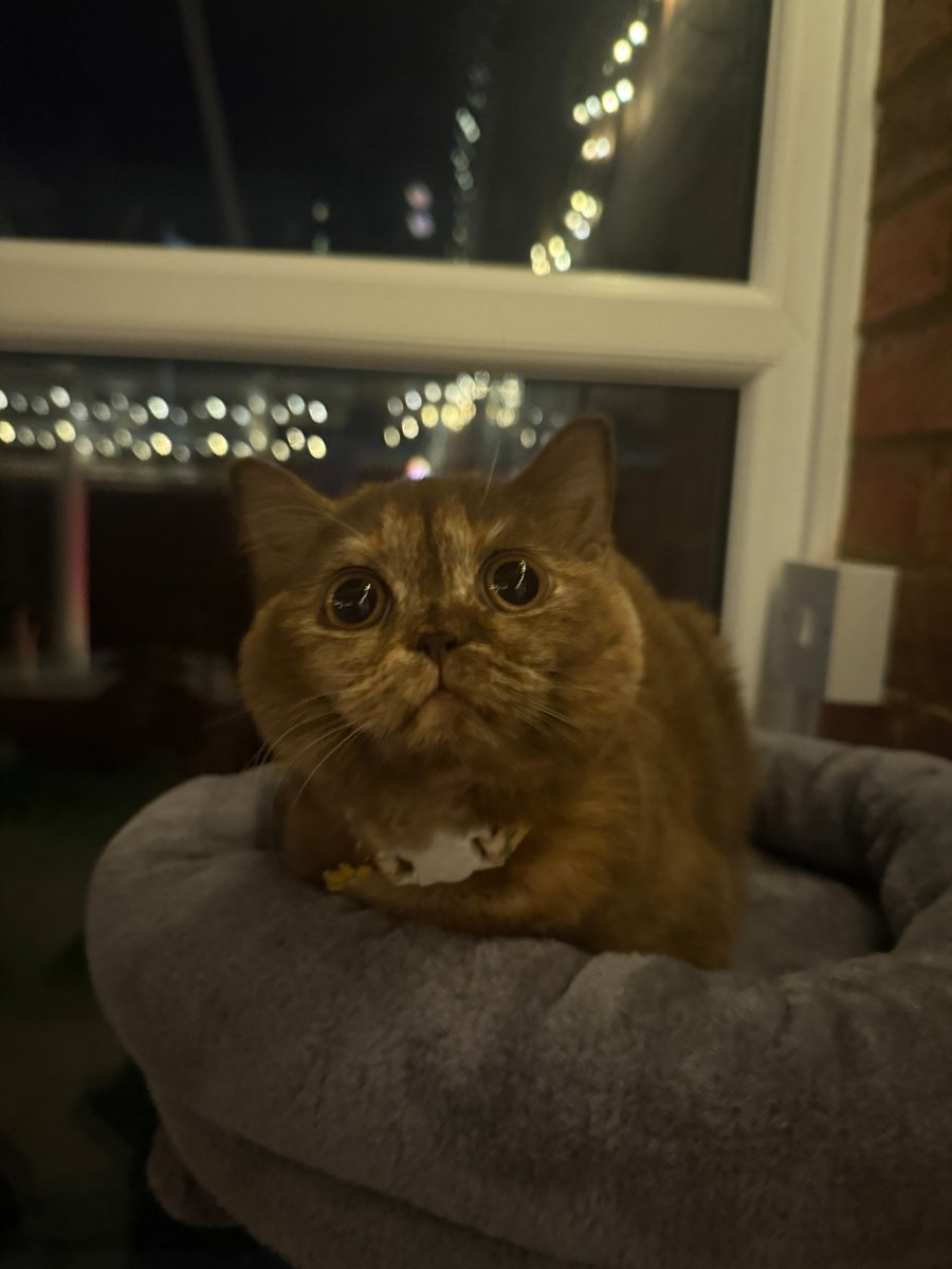 lucyyflutter's tweet image. This is the face that gets away with everything.