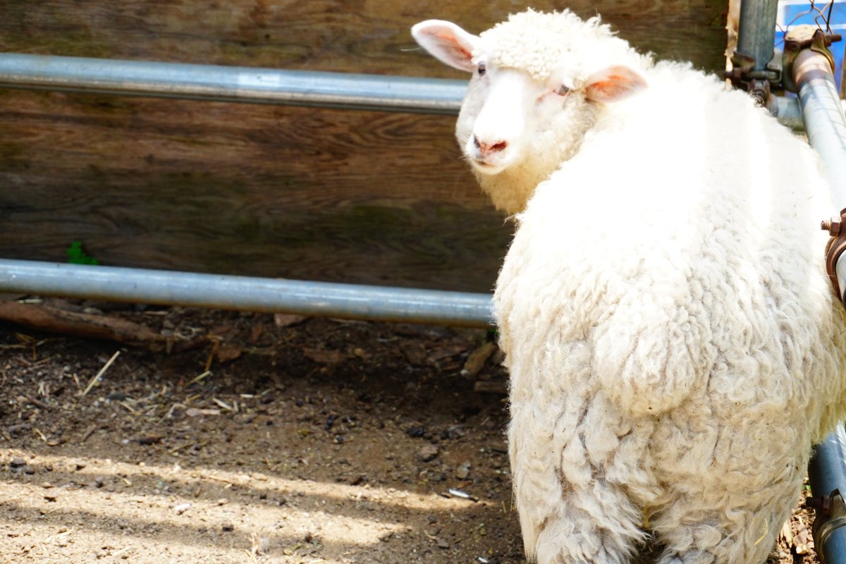 ヒツジノ/一日一羊🐏 (@Ptarmigan0606) / Posts / X