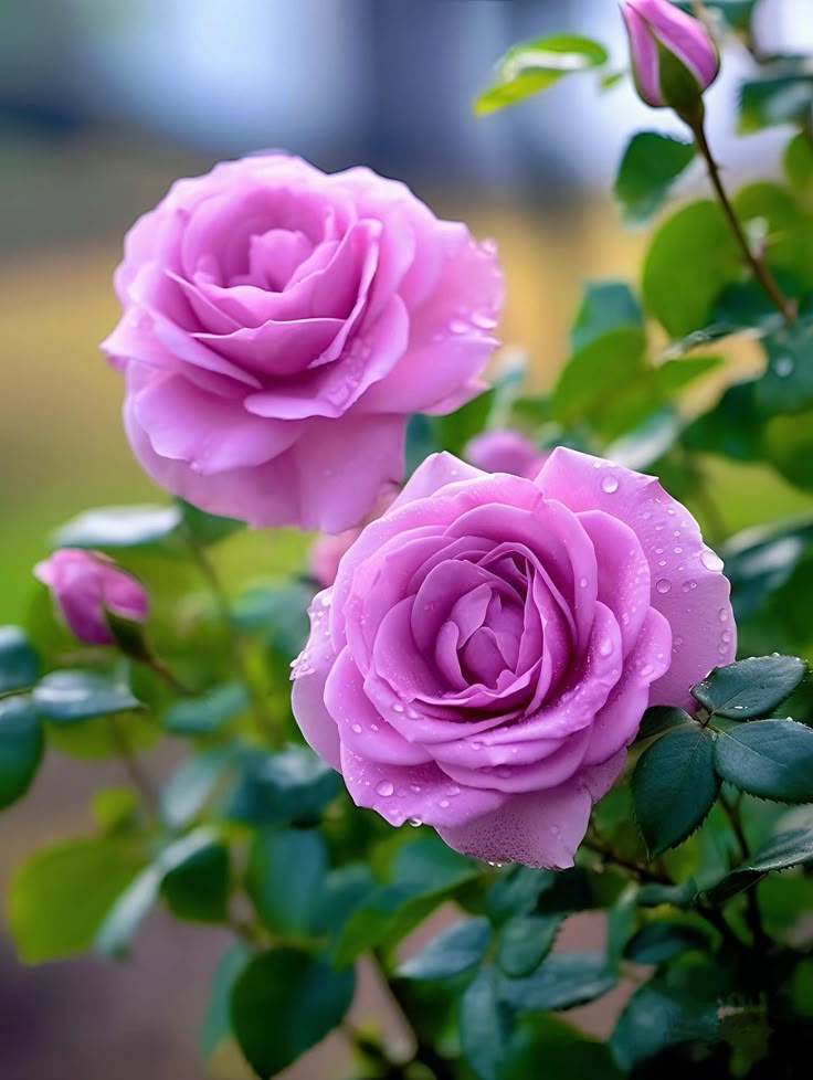 Dipti_2205's tweet image. Guuuuuuud morning everyone 
🌷🌷🌸🌷🌷🌸🌷🌷🌸🌷🌷
     🌷जीत में भी कहीं हार ना हो🌷 
🌷सुख भी कहीं दुःख का प्रकार ना हो🌷 
   ऐसा कोई #ताज ही नहीं बना, जिसके 
        🌷सर पर #भार ना हो..!!🌷
 🌷स्वस्थ रहें मस्त रहे और मुस्कुराते रहे 🌷
           🌷#सब_का_मंगल_हो 🌷