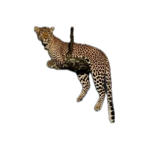 يقولون البدو قديمًا: 
<من ارخى حبال الوصل لاينتظر مني اشده>
بما أنك رأيته ارخى الحبال 
لماذا مشتد به حتى الأن؟
درب مايعز ممشاك اقصر خطاك عنه