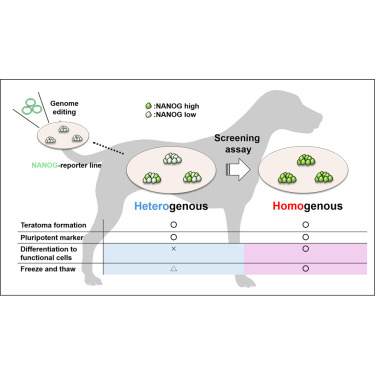 CreaBioarray's tweet image. The ciPSC medium supplemented with activin and IWR1 stabilizes ciPSCs and reduces heterogeneity. It enables ciPSC differentiation into cardiomyocytes with functional traits. cell.com/stem-cell-repo…