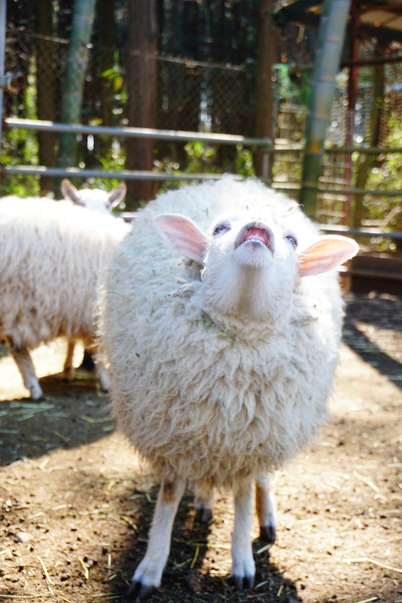 ヒツジノ/一日一羊🐏 (@Ptarmigan0606) / Posts / X