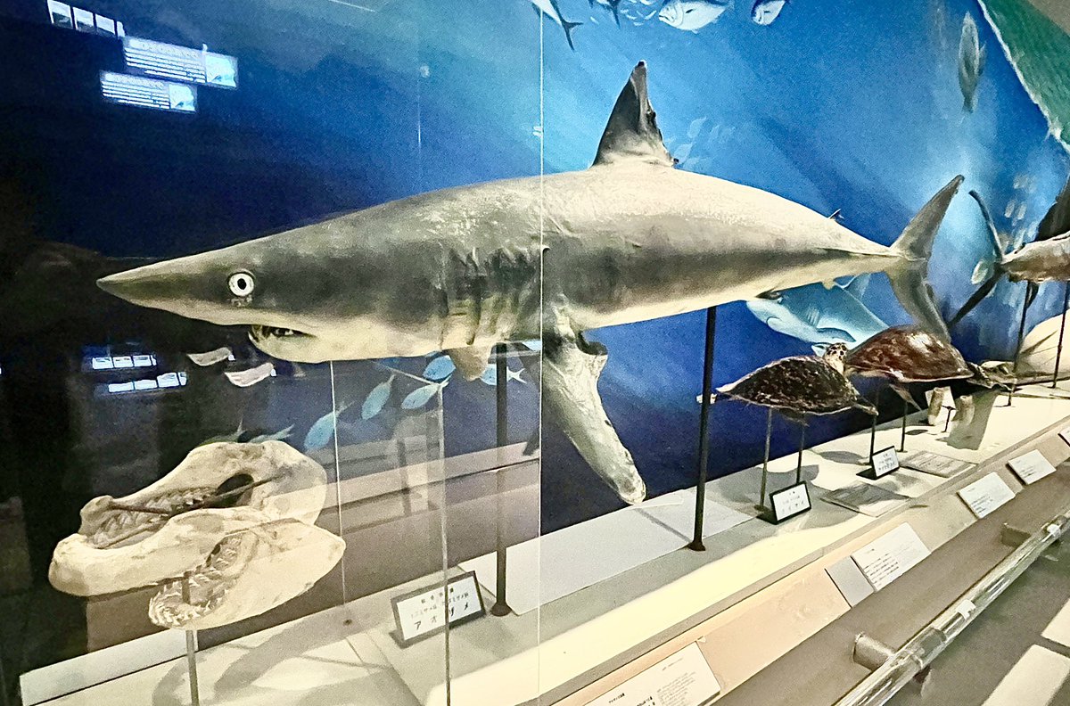 アオザメの剥製！ 大きくてスリム、無駄を削ぎ落とした魚雷のような