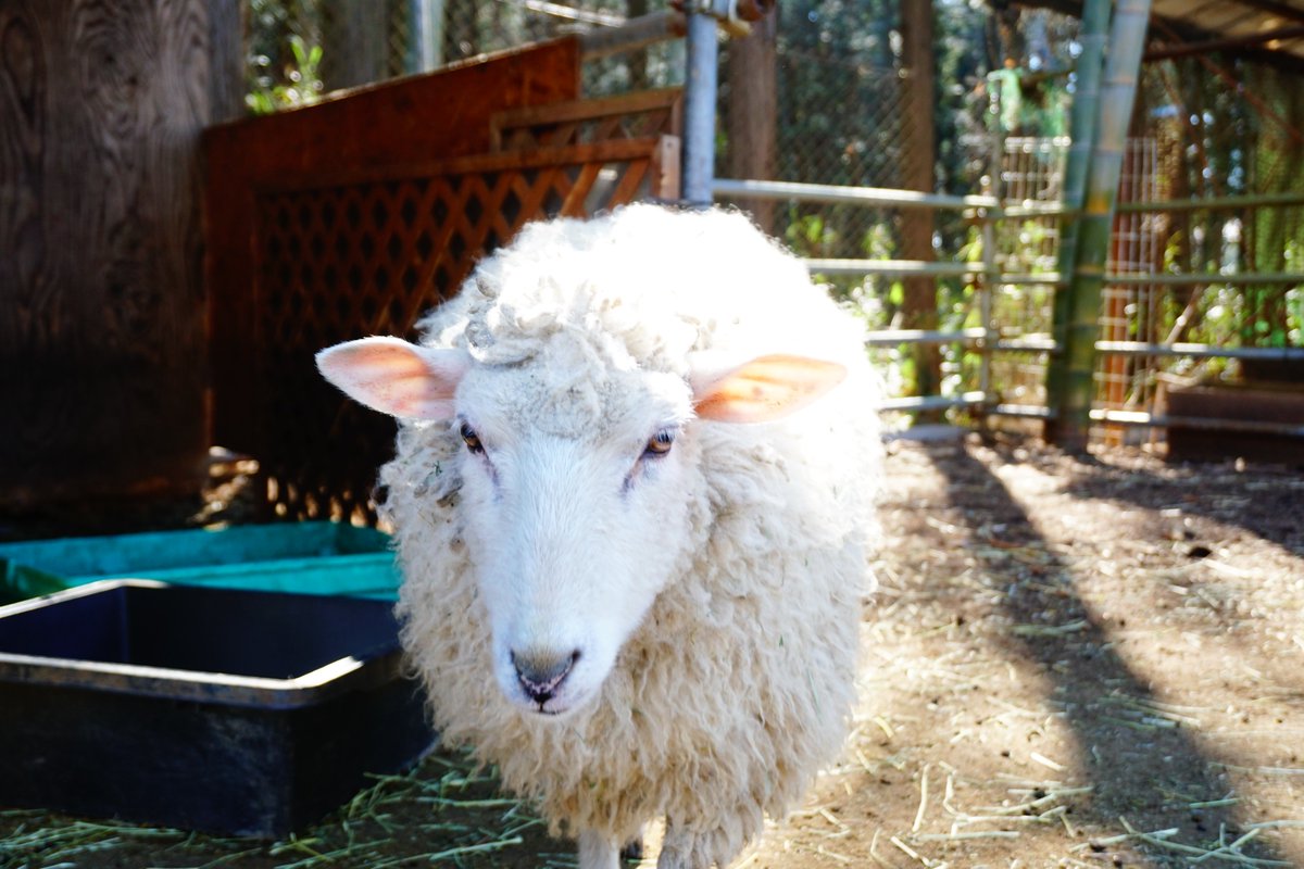ひつじ ひつじ・羊☆サフォーク種のモフモフしたヒツジのビッグオブジェ