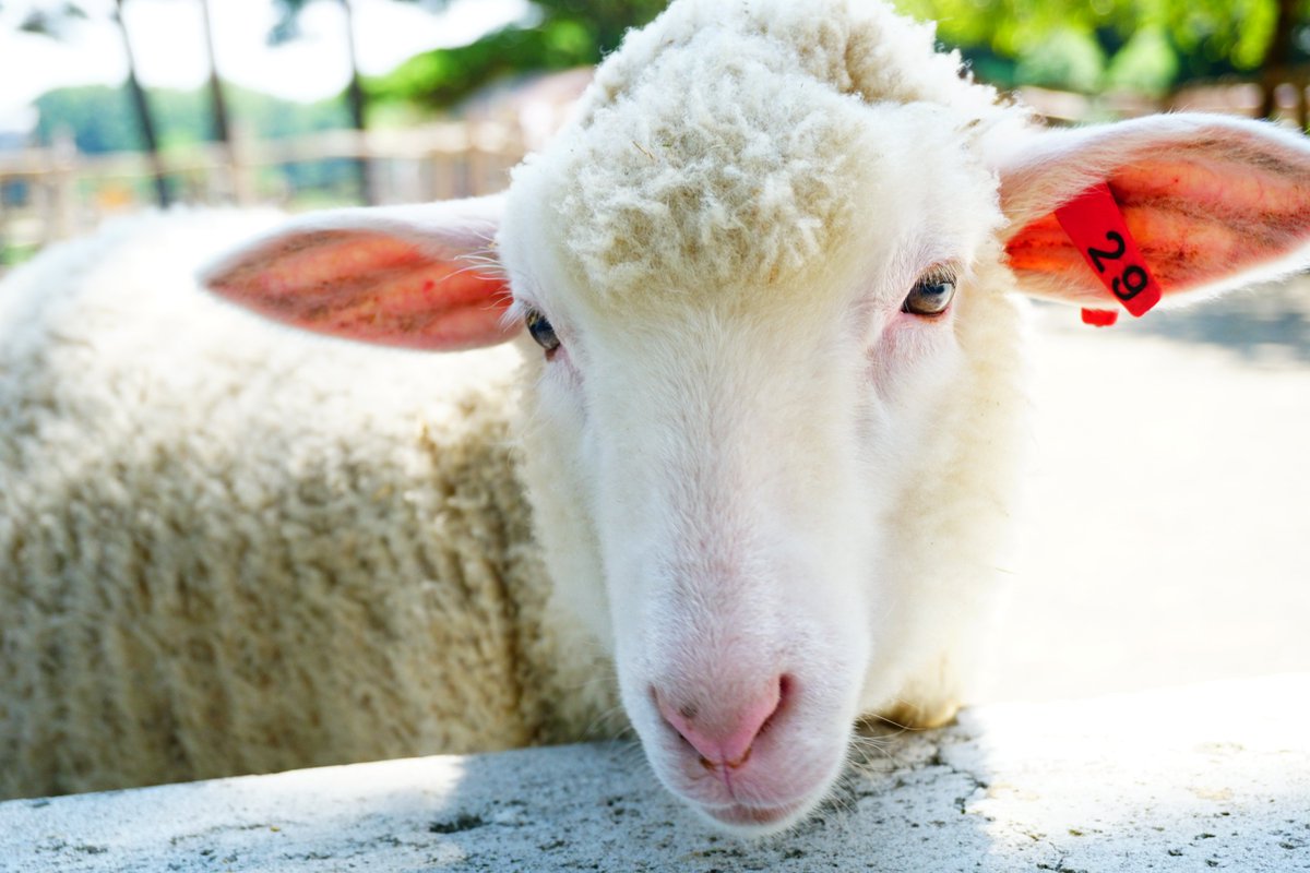 ひつじ ひつじ・羊☆サフォーク種のモフモフしたヒツジのビッグオブジェ