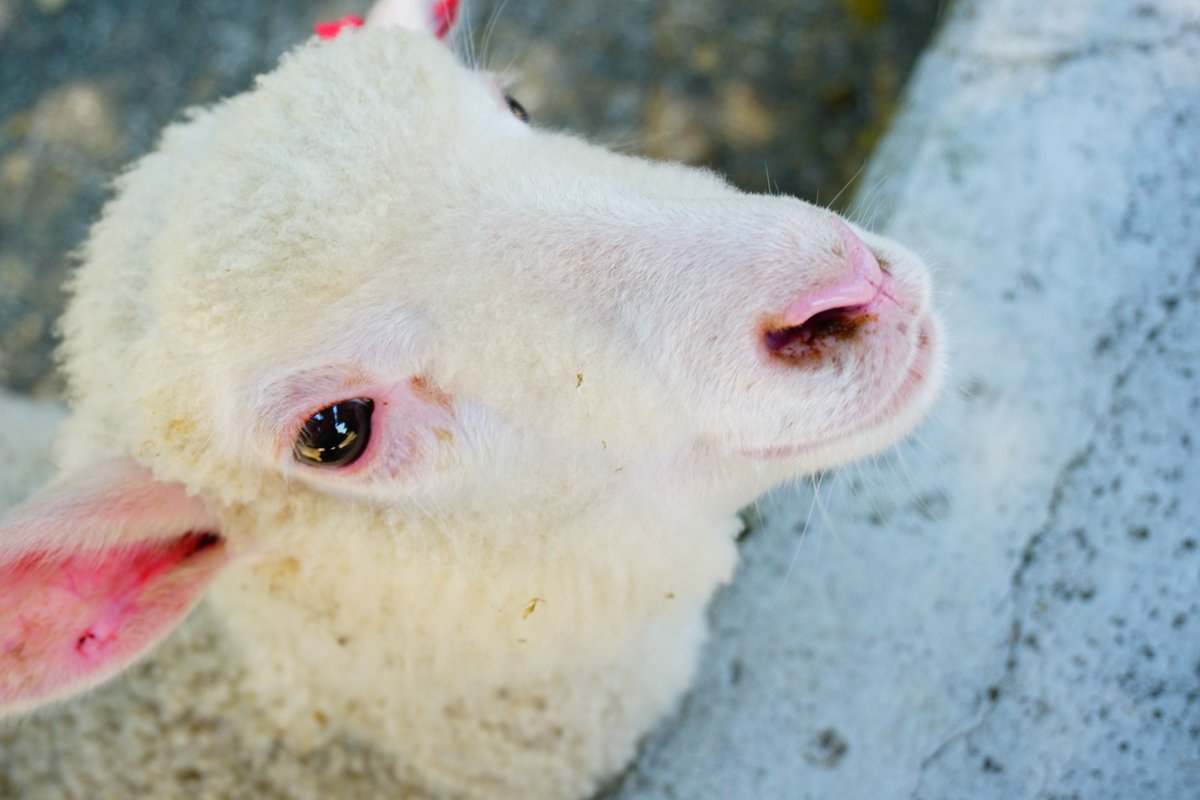 ヒツジノ/一日一羊🐏 (@Ptarmigan0606) / Posts / X