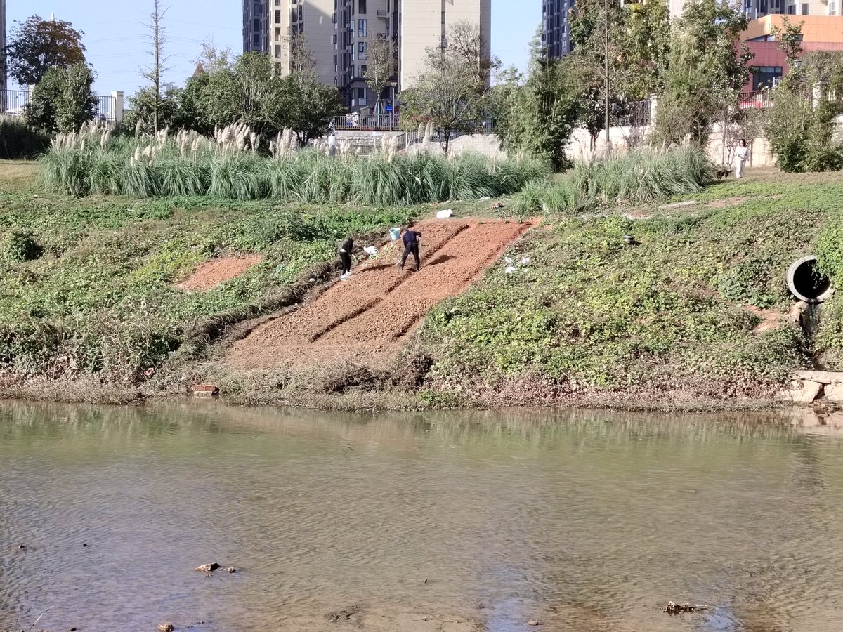 种菜基因，河堤上硬垦了菜地