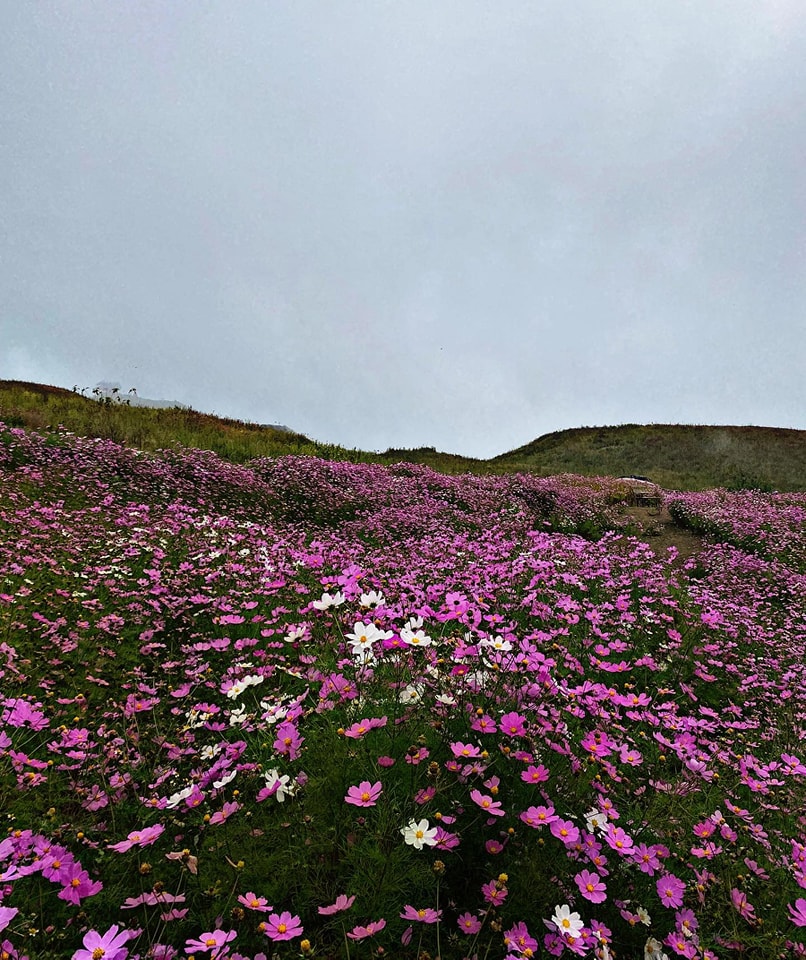 AlongImna's tweet image. Nature की artistry देखी?

ब्रह्मांड की इन गुलाबी हसीनाओं को ‘Cosmos’ कहते हैं.
एक बार इनमें उतरकर देखो,... सारे टेंशन Choo Mantar हो जाते हैं!
