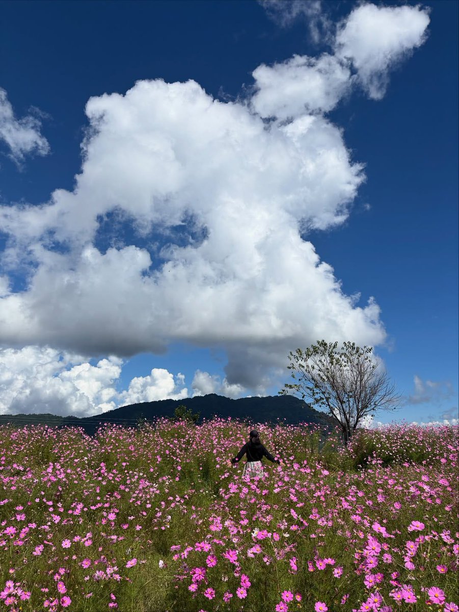 AlongImna's tweet image. Nature की artistry देखी?

ब्रह्मांड की इन गुलाबी हसीनाओं को ‘Cosmos’ कहते हैं.
एक बार इनमें उतरकर देखो,... सारे टेंशन Choo Mantar हो जाते हैं!