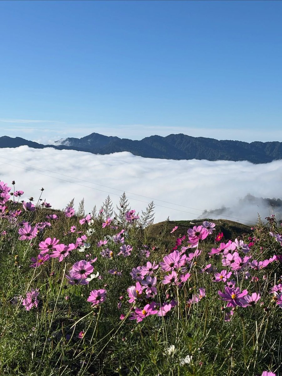 AlongImna's tweet image. Nature की artistry देखी?

ब्रह्मांड की इन गुलाबी हसीनाओं को ‘Cosmos’ कहते हैं.
एक बार इनमें उतरकर देखो,... सारे टेंशन Choo Mantar हो जाते हैं!