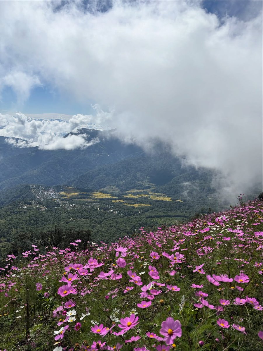 AlongImna's tweet image. Nature की artistry देखी?

ब्रह्मांड की इन गुलाबी हसीनाओं को ‘Cosmos’ कहते हैं.
एक बार इनमें उतरकर देखो,... सारे टेंशन Choo Mantar हो जाते हैं!