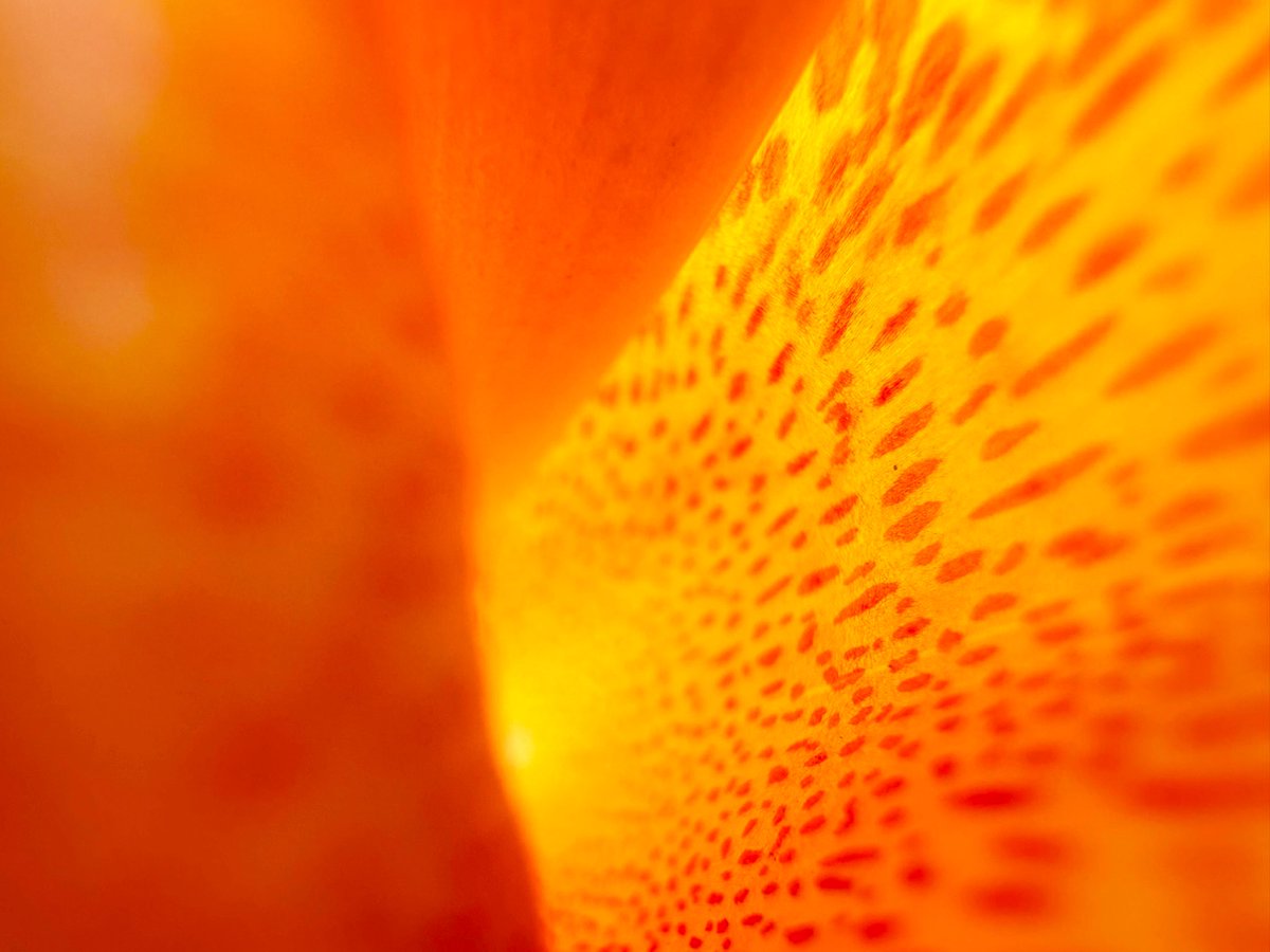 Photo a day until ZEC reaches $1,000 USD

Day 21 | Zcash $TЯVtH iS Λ WƎΔPØN 💥🦓